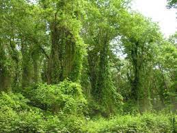 Подробнее о статье Самурский лес в Дагестане